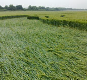 cropcircle